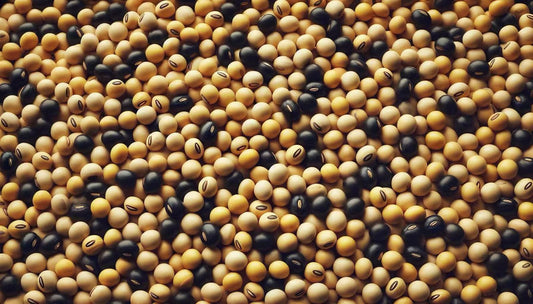 Graines de soja pour lait végétal maison, à consommer ou conserver sans gaspillage